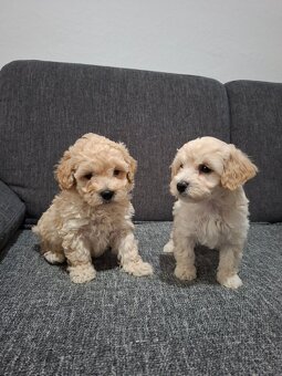 Maltipoo - 4