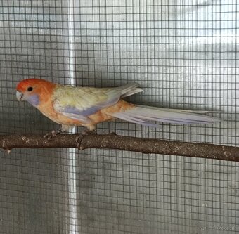 Rozela,, Mutácie Rosela, Oranž-Pastel - 4