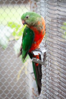 Papagáj královský - 4