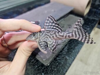 L 236 Super White - chovné páry - 4