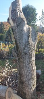predam - orech kmen stojaci (nespileny) - 4