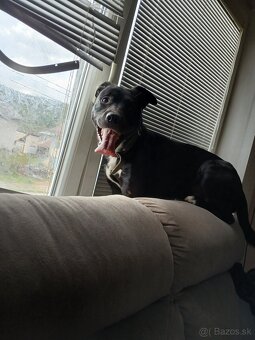 Staffy - 4