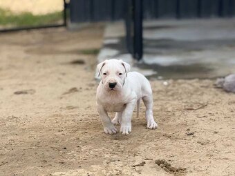 Argentinská doga ( Dogo Argentino ) - 4