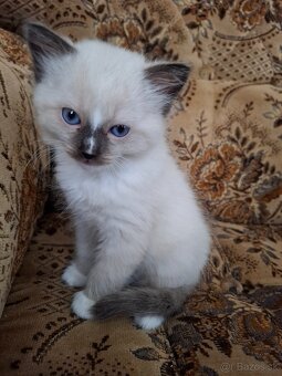 Ragdoll kocurik seal mitted with blaze - 4