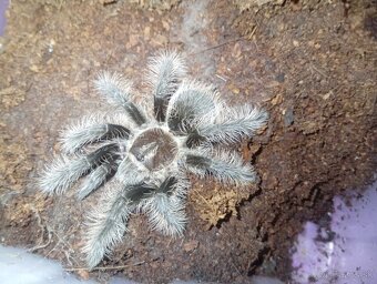 Tliltocatl albopilosus nicaragua, pavúk, tarantula - 4