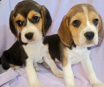 Beagle, bigel, bigl bez PP - 4