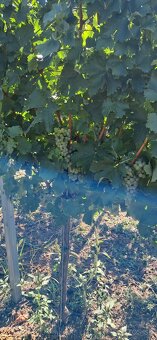 Predam hrozno rulandske modre/Pinot Noir/ a Sauvignon Blanc. - 4