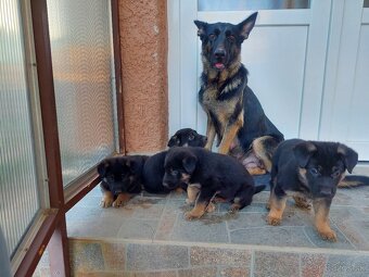 Nemecký ovčiak šteniatka. - 4