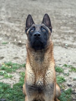 Belgicky ovciak malinois s pp - 4