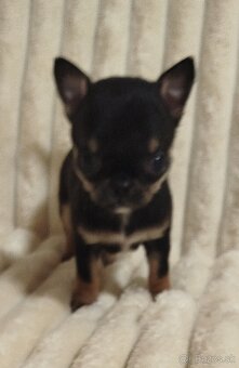 Čivava mini psík krátkosrsty - 4