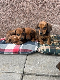 Jazvečík krátkosrstý - 4