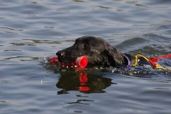 ŠTĚŇATA FLAT COATED RETRIEVER - CHS YnnaBBlack - 4