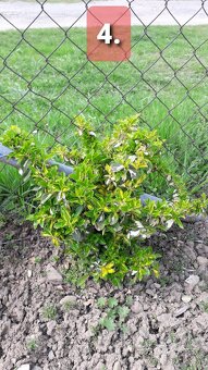 BRŠLEN (Euonymus)-rôzne druhy (E. Japonica...). - 4