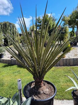 Yucca a dasylirion - 4