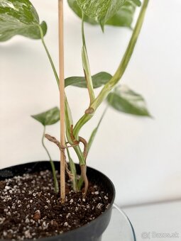 ✨ Monstera Albo ✨ - 4