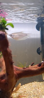 Diversa 112l vypuklé akvárium, Diversa budget stolík - 4