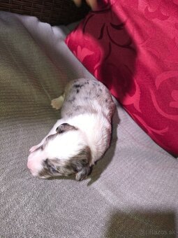 Borderská kolia - 4