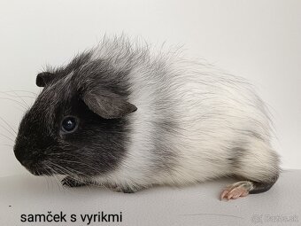 Morské prasiatka - 4