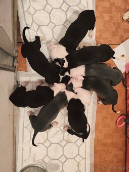 Americky stafford - 4