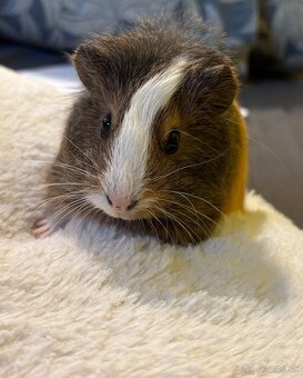 Predám morčatá - 4