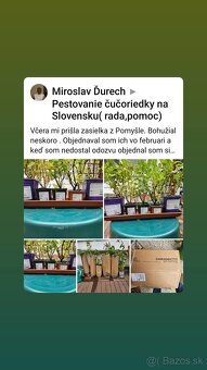 Zemolez Kamčatský - 4