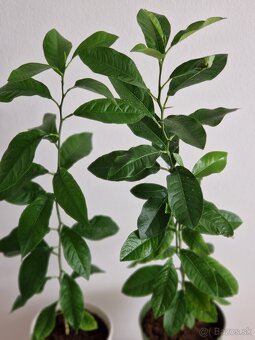 Citronovník EUREKA - 4