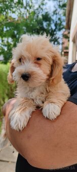 Standard Maltipoo - 4