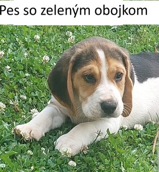 Šteniatka plemena Beagle, Bígl, Bígel - 4