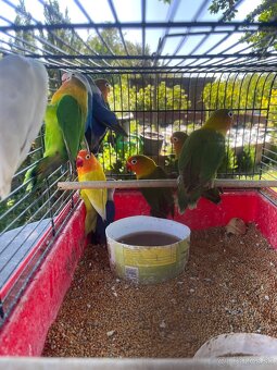 Agapornis fisher chovne pary - 4