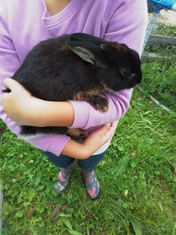 Zakrslé králiky - 4