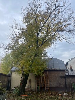 Predám orechové drevo - 4