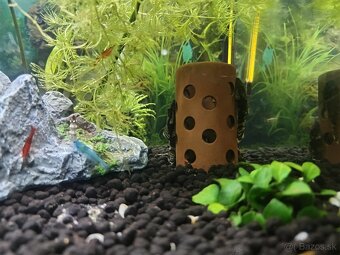 Akvárium ryby krevety filter teplomer dekorácie - 4