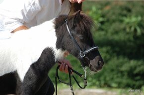 Minihorse na predaj - Showmer Quido - 4