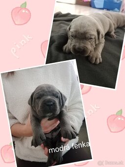 Cane Corso - 4