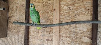 Amazonan Venezuelský - 4