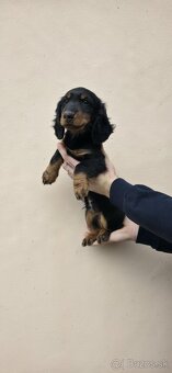 Dlhosrstu Jazvecik - 4