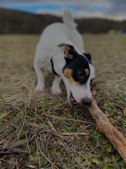 Jack Russel Terier - 4