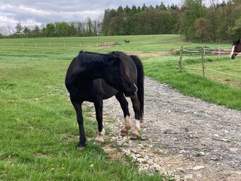 spolehlivá wesh pony C - 4