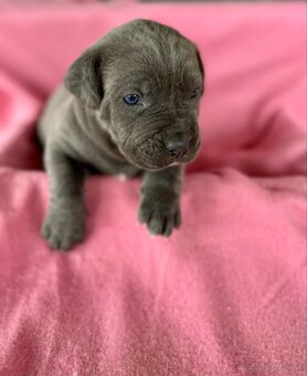 Cane corso šteniatka - 4
