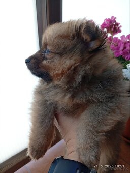 Nemecký špic malý/ pomerian - 4