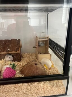 Terarko , terarium so škrečkom, skrecok, agama, gekon - 4