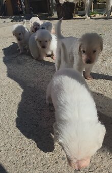 Slovenský čuvač s PP - 4