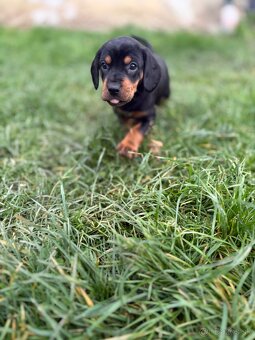 Slovenský kopov s PP - 4