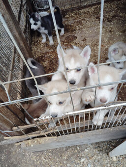 Strniatka Sibirsky Husky. - 4