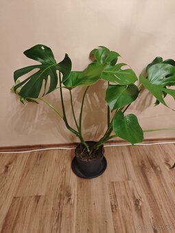 Monstera Deliciosa - 4