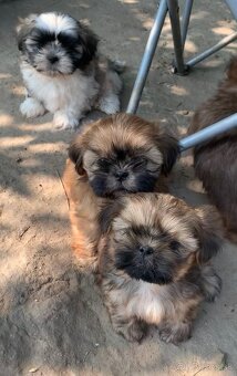 Krásne šteniatka Shih Tzu, FCI - 4