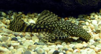Akvarijné ryby - 4