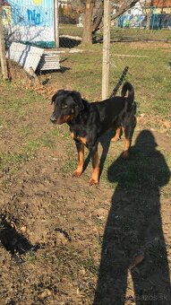 Beauceron Archi - 4