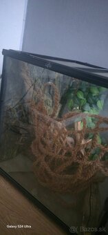 Terarium - 4