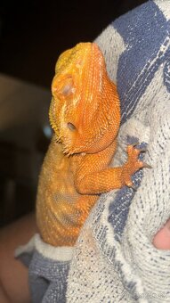 Agama bradatá - 4